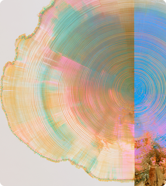 Tree ring cross-section split between warm pastels and electric blue